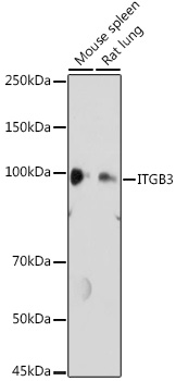 Anti-ITGB3 Antibody (CAB2542)