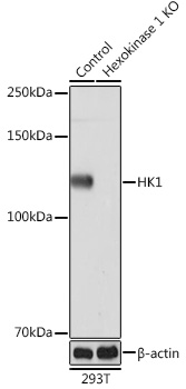 Anti-HK1[KO Validated] Antibody