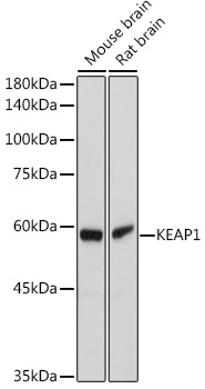 Anti-KEAP1 Antibody (CAB1820)