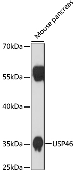 Anti-USP46 Antibody (CAB17863)