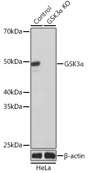 Anti-GSK3Alpha Antibody [KO Validated] (CAB19060)