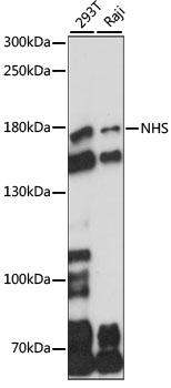 Anti-NHS Antibody (CAB15295)