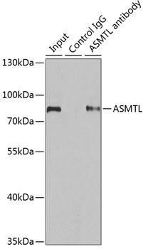 Anti-ASMTL Antibody (CAB7021)