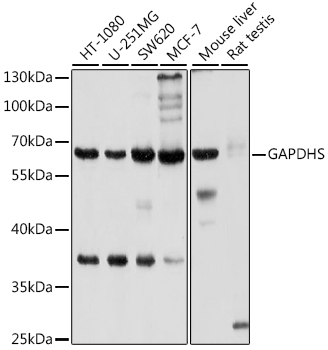 Anti-GAPDHS Antibody (CAB10471)