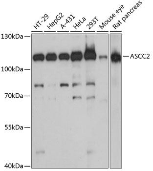 Anti-ASCC2 Antibody (CAB13789)