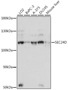 Anti-SEC24D Antibody (CAB16091)