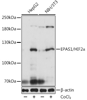 Anti-EPAS1/HIF2Alpha Antibody (CAB7553)