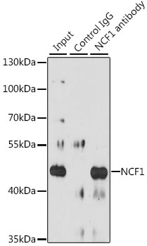 Anti-NCF1 Antibody (CAB1148)