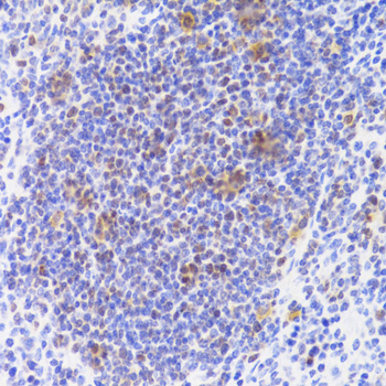 Anti-NASP Antibody (CAB6938)