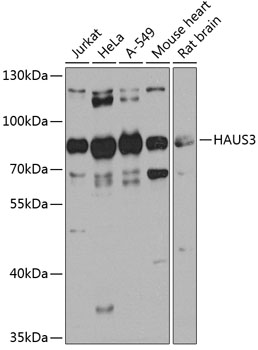 Anti-HAUS3 Polyclonal Antibody (CAB8258)