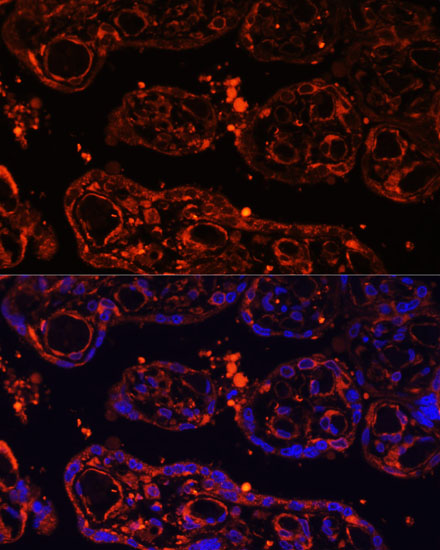 Anti-LGR4 Antibody (CAB12657)