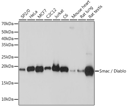 Anti-Smac / Diablo Antibody (CAB8889)