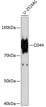 Anti-CD44 Antibody [KO Validated] (CAB19020)