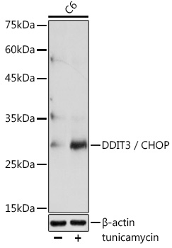 Anti-DDIT3 / CHOP Antibody (CAB11346)