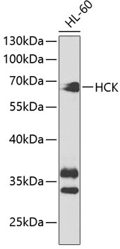 Anti-HCK Antibody (CAB2083)