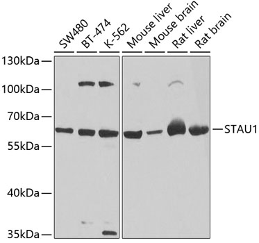 Anti-STAU1 Antibody (CAB4131)