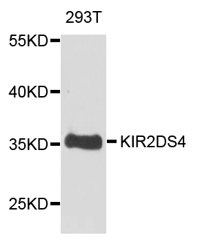 Anti-KIR2DS4 Antibody (CAB1779)