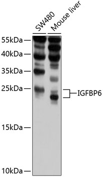 Anti-IGFBP6 Antibody (CAB10195)