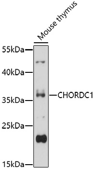 Anti-CHORDC1 Antibody (CAB17135)