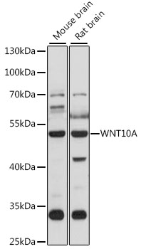 Anti-WNT10A Antibody (CAB15602)