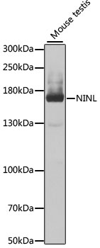 Anti-NINL Antibody (CAB7584)