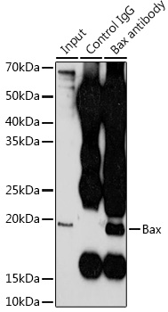 Anti-Bax Antibody [KO Validated] (CAB11550)