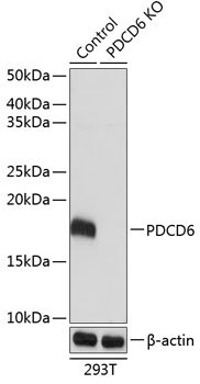 Anti-PDCD6 Antibody [KO Validated] (CAB19924)