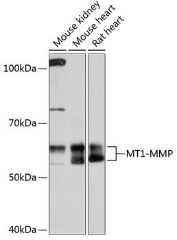 Anti-MT1-MMP Antibody