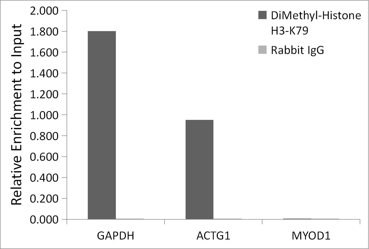 Chromatin immunoprecipitation analysis of extracts of HeLa cells, using DiMethyl-Histone H3-K79 antibody and rabbit IgG. The amount of immunoprecipitated DNA was checked by quantitative PCR. Histogram was constructed by the ratios of the immunoprecipitated DNA to the input.