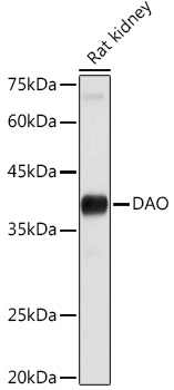 Anti-DAO Antibody (CAB5309)