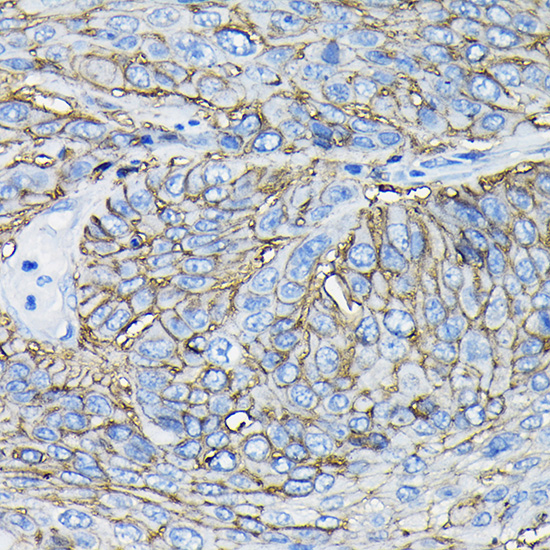 Anti-CD98 Antibody (CAB5702)