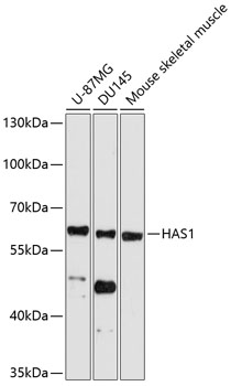 Anti-HAS1 Antibody (CAB10453)