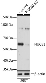 Anti-NUCB1 Antibody [KO Validated] (CAB3994)