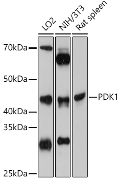 Anti-PDK1 Antibody (CAB0834)