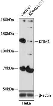 Anti-KDM1 Antibody [KO Validated] (CAB1156)