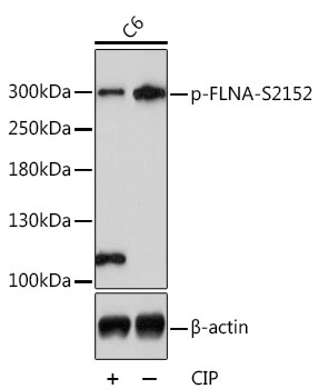 Anti-Phospho-FLNA-S2152 pAb (CABP0783)