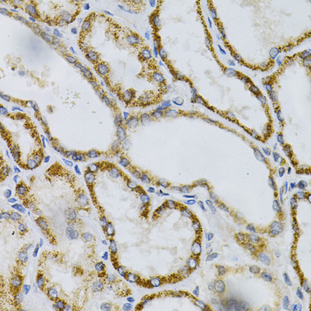 Anti-PTPRA Antibody (CAB1976)