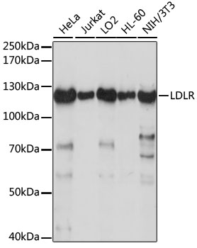 Anti-LDLR Antibody (CAB14996)