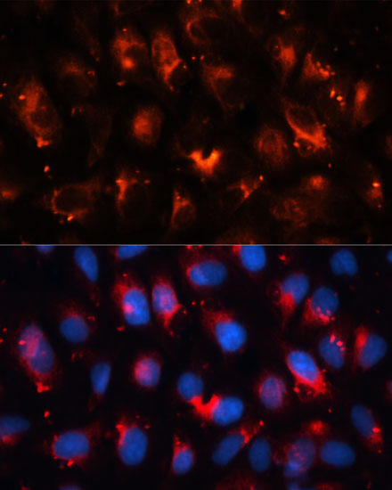 Anti-RALA Antibody (CAB11736)