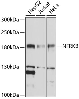 Anti-NFRKB Antibody (CAB10124)