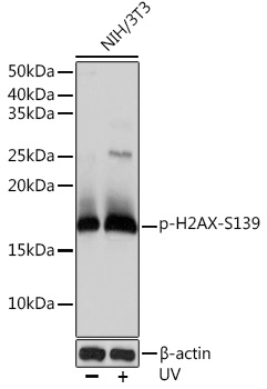 Anti-Phospho-H2AX-S139 Antibody (CABP0687)