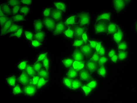 Anti-DNASE1 Antibody (CAB2537)