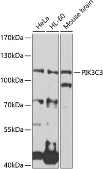 Anti-PIK3C3 Antibody (CAB0952)