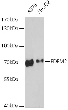 Anti-EDEM2 Antibody (CAB17181)