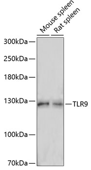 Anti-TLR9 Antibody (CAB14642)