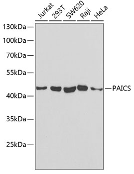 Anti-PAICS Antibody (CAB6450)