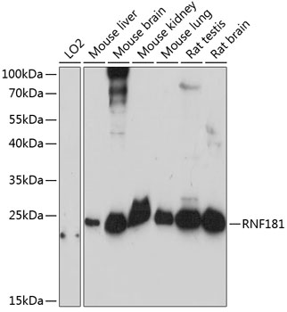 Anti-RNF181 Antibody (CAB14405)