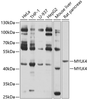 Anti-MYLK4 Antibody (CAB10000)