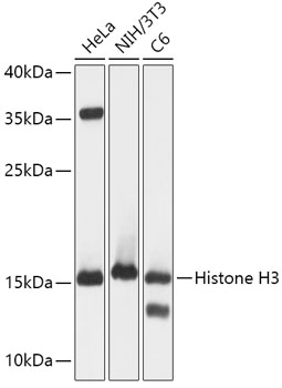 Anti-Histone H3 Antibody (CAB2348)