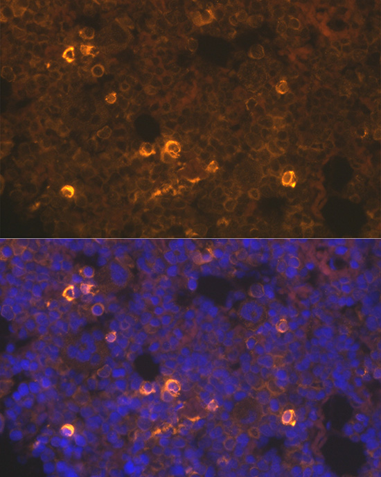 Anti-MPL Antibody (CAB16715)